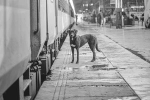 Оновлення перевізник вже увів до своїх внутрішніх правил та затвердив юридично 