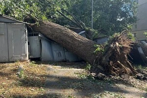 Київські дерева не витримують: жителі столиці вражені наслідками буревію