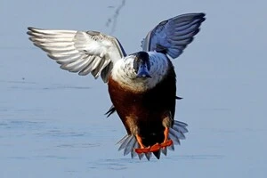 Подолав майже 7 тис. км. На Одещину прилетів незвичайний птах