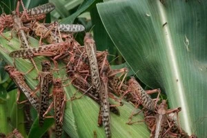 Нашестя сарани зафіксовано у чотирьох областях