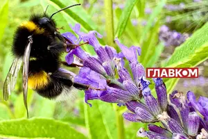 Якою буде погода у серпні? Прогноз синоптиків