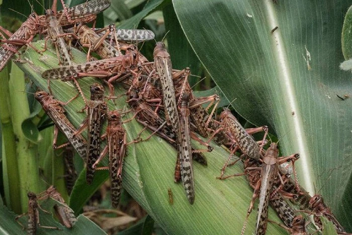 Чи пошириться хмара сарани Київщиною? Ентомолог оцінив загрозу