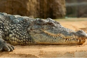 Іспанію заполонили крокодили? Жителі знайшли нестандартний спосіб боротьби із туристами