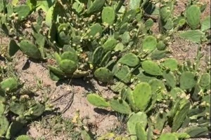 Кактус опунція агресивно освоює ліси Бородянки на Київщині (відео)