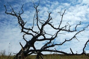 Результати свідчать про потребу враховувати блискавки як важливий екологічний чинник у кліматичних і лісових дослідженнях