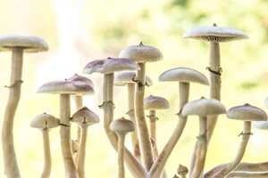 Науковці вважають, що псилоцибін здатен комплексно сповільнювати старіння й у людей