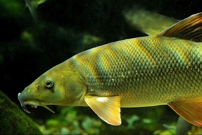 Карась и краснокнижная марена исчезают, водоемы захватывают новые виды рыб: объяснение ученых