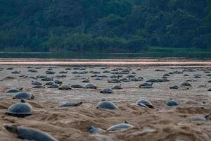 Науковці знайшли найбільше у світі гніздування гігантських черепах