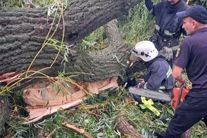 На Одещині повалене вітром дерево вбило дитину, четверо поранені