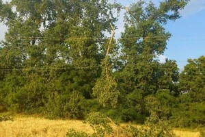 Без світла майже 30 тисяч споживачів: енергетики усувають наслідки негоди на Київщині