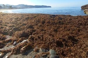 Екологічна катастрофа в Іспанії: тонни водоростей заполонили пляжі країни