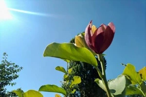 У столичному парку «Наталка» вдруге за рік зацвіли магнолії (фото)