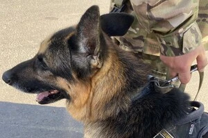 Зниклого на Київщині хлопчика допоміг знайти службовий пес