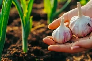 В Україні зросли ціни на часник