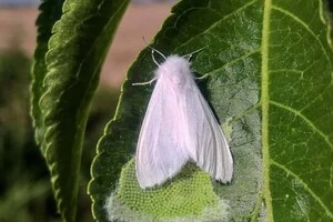 В України помічено небезпечного американського білого метелика