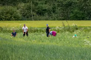 Українці назвали сезонну роботу на фінських фермах «рабською працею» – розслідування