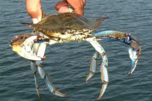 В Чорному морі з'явився блакитний краб: пояснення науковців