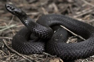 На Львівщині 8-річна дитина потрапила до лікарні через укус змії