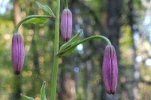 У Чорнобильському заповіднику знайдено рідкісну «міфічну» квітку (фото)