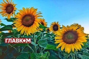 В Україні без опадів: погода на 1 серпня