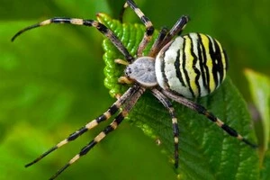 Майже всі павуки в Україні є отруйними