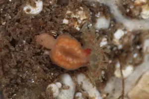 У Великій Британії знайдено істоту, яка вважалася повністю вимерлою