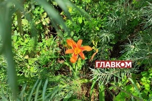 В Україні без опадів: погода на 2 серпня