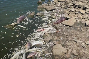 На Миколаївщині річка Березань міліє: громада б’є на сполох через екологічну кризу