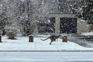 Припорошило кенгуру. В Австралії вперше за багато років випав сніг
