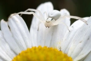 На Кіровоградщині виявлено рідкісного павука-хамелеона: чи становить він загрозу