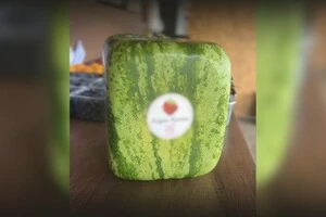 На Чернігівщині фермер вирощує квадратні кавуни 