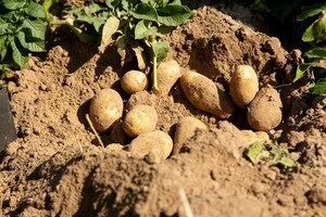 Аграрій спрогнозував, що буде з цінами на картоплю восени