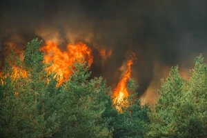 На Донеччині рятувальники майже тиждень боролись із лісовою пожежею