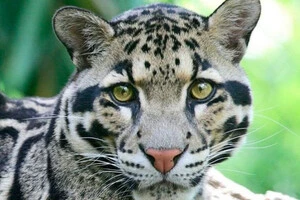 4 серпня – Міжнародний день димчастого леопарда