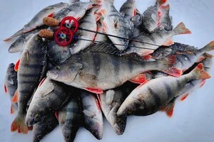 На Чернігівщині чоловік заплатить понад 50 тис. грн за вилов 21 рибини