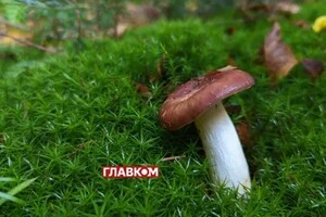 Грибний сезон 2025: коли і де краще збирати гриби та про що слід пам'ятати