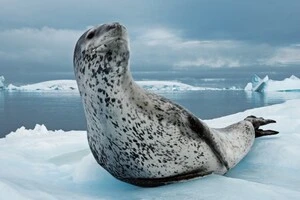 На станцію Вернадського завітав леопард: відео від українських полярників