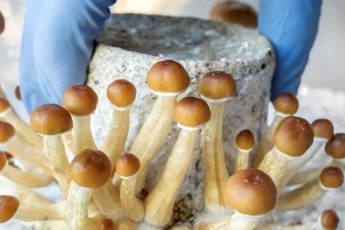 Німеччина дозволить пацієнтам із депресією лікуватись психоделічними препаратами