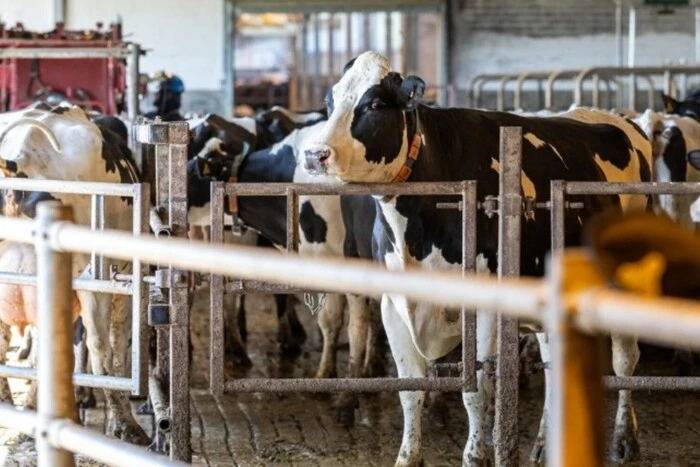 Латвія оголосила надзвичайну ситуацію в сільському господарстві