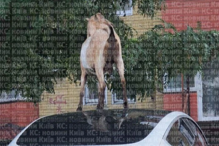 Мешканці однієї зі столичних вулиць скаржаться на кіз, які псують автомобілі: петиція