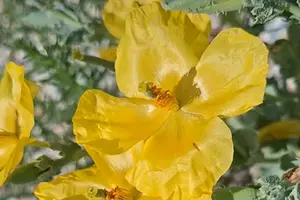 На Одещині у заповіднику зацвіла рідкісна квітка (відео)