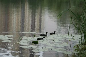 Комунальники чистять озера столиці від водоростей