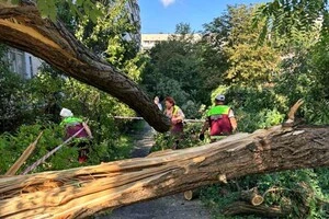 Повалено понад 80 дерев: негода наробила лиха в Дарницькому районі