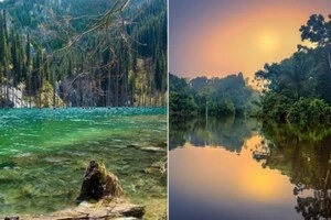 Вчені з космосу вивчають ліс крізь радіохвилі