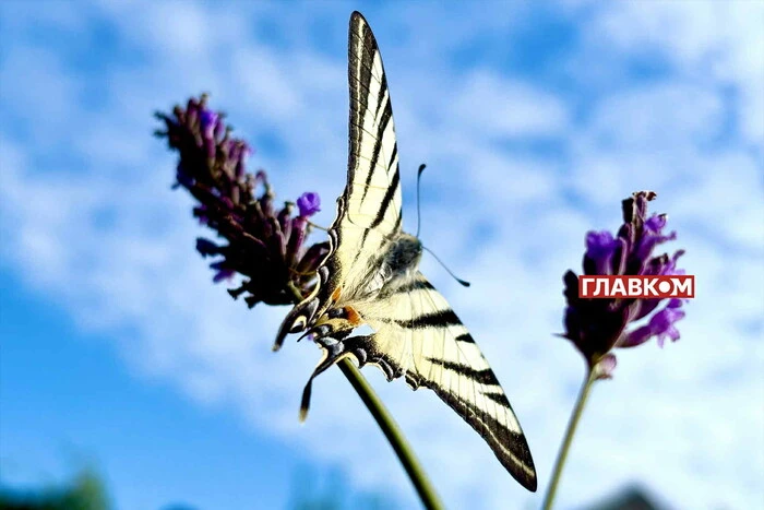 В Україні сонячно та без опадів: погода на 8 серпня