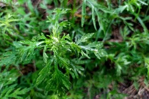 Небезпечна амброзія у Києві: столична влада назвала площу заражених територій