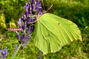 В Україні мінлива хмарність, місцями дощитиме: погода на 10 серпня