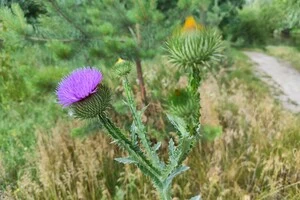 В одній із областей буде пустеля. Науковиця розповіла, як до 2050-го року в Україні зміниться клімат