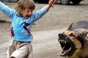 У Броварах собака напав на дев'ятирічну дитину
