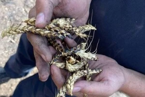 На Сумщині загорілось поле з пшеницею після російського удару